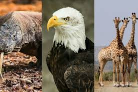Fauna indonesia wilayah indonesia memiliki kekayaan fauna yang sangat beragam. 12 Hewan Nasional Dari Berbagai Negara Yuk Kenali