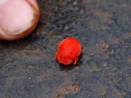 Image result for Trombicula autumnalis bites