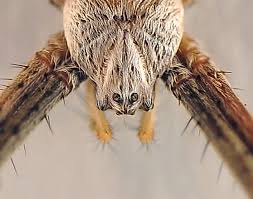 Andrew troman, andrea schultz and 134 more people faved this St Andrew S Cross Spider Argiope Keyserlingi