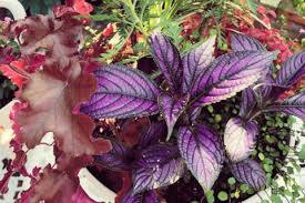 カラーリーフとは 寄せ植えにおすすめ 葉の色が変わる植物は Horti ホルティ By Greensnap