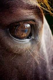 Check out stromberg's art on deviantart. By Ken Gehring Animals Horses Reflection Ken Gehring Photography Arkansas Photographer Horse Eyes By Shari Horses Horse Photography Pretty Horses