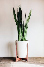 Modernica Planter Tall Indoor Plant White Potted Plant Plant Decor Indoor Plant Pots Benefits Of Indoor Plants