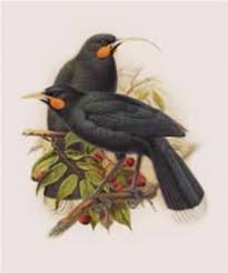 Extinct Huia Bird'S Feathers Shatters World Record In Auction, Sells For  Nzd$46,521 – Firstpost