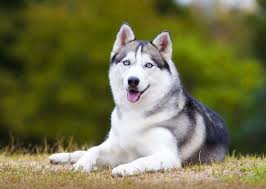 Origins Of The 50 Most Popular Dog Breeds Working Dogs Breeds Most Popular Dog Breeds Dog Breeds
