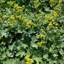 Image result for Alchemilla ellenbeckii