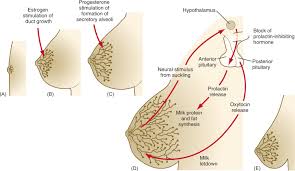 If you are unhappy with your small breasts, think again. Breast Development An Overview Sciencedirect Topics