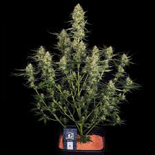 The lowryder strain has a reputation for not being as po. Autoflowering Cannabis Faq 7 Must Know Facts Sensi Seeds Sensi Seeds