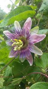 Passiflora Alata X Caerulea Passiflora X Belotii Gardening Zones Passiflora Plants