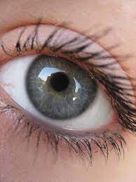 Blue, green, brown, hazel, amber, red, and gray. Grey With A Tint Of Green Eye Color Facts Gray Eyes Eye Color