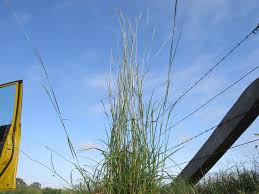 Image result for Bothriochloa radicans