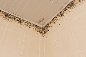 Such condition provides the perfect ground for mold development. Got Shower Mould What Does Black Mould Get Rid Of Mould
