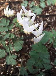 Image result for Dicerocaryum forbesii