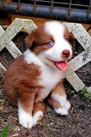 We did not find results for: King Of Aussies Home