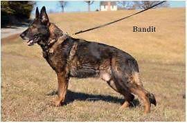 German shepherd puppies stamford ct. Akc German Shepherd Puppies For Sale In White Plains New York Classified Americanlisted Com