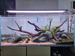 Image result for Phyllanthus parvulus