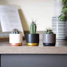 Make your own potting soil to grow cactus indoors www.wikihow.com fertilizing cactus plants: Small Cactus Plants Indoor Succulent Gift Idea House Plant Easy To Grow For Office Conservatory Home 3 X 5 5cm Mixed Cacti By Thompson Morgan Amazon Co Uk Garden Outdoors