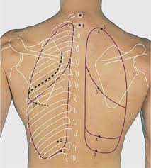 The ribs/costal cartilages have various attachments to the sternum. Thorax Surface Anatomy 4 Edition