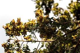 Image result for Kotschya uguenensis