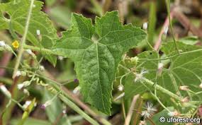 Image result for Cucumis maderaspatanus