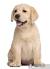 German Shepherd Labrador