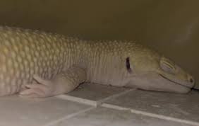 Leopard geckos are mostly active in the early morning and late at night. Why Does My Leopard Gecko Sleep At Night 5 Reasons Reptile Jam