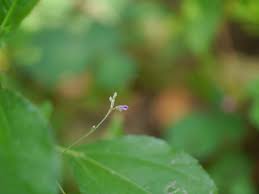 Image result for Teramnus labialis