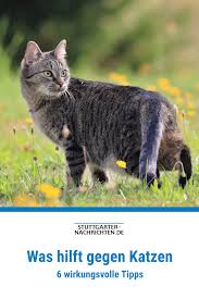 Was Hilft Gegen Katzen 6 Wirkungsvolle Tipps Katzen Tiere Katzenkot