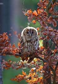 Missharpersworld Gloriousearthquakeblaze Missharpersworld Just Gorgeous Owl Animals Beautiful Beautiful Birds