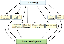 Cancer can affect many areas of your life. The Relationship Between Autophagy And The Immune System And Its Applications For Tumor Immunotherapy Molecular Cancer Full Text