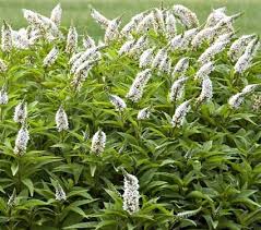 Image result for Lysimachia tenuicaulis
