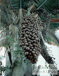 We did not find results for: Palm Tree Seeds And Fruit