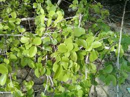 Image result for Ximenia americana