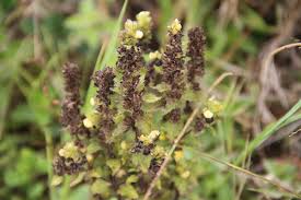 Image result for Alectra sessiliflora
