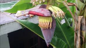 Fruits grow best when the temperature is around 30°c (85°f). Banana Growth Stages Youtube