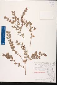 Image result for Crossopetalum