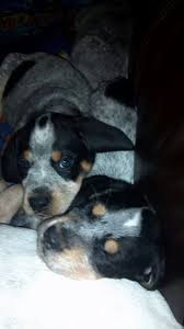 Check spelling or type a new query. 41 Blueticks Ideas In 2021 Bluetick Coonhound Coonhound Dogs