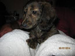 Welcome to the akc miniature dachshund puppies page. Dachshund For Sale Austin Tx