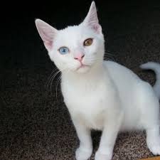 Am I beautiful ? #WCatBeauty @wiseskyofficial