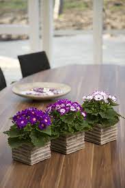 senecio mix kruiskruid cineraria table decorations plants