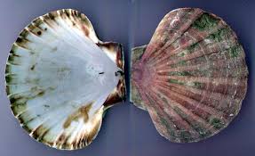 Image result for Amnesic Shellfish Poisoning