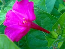 Pin On Nite Bloomers Moon Gardens