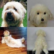Custom Soft Coated Wheaten Terrier Stuffed Animal Plush Wheaten Terrier Soft Coated Wheaten Terrier Terrier