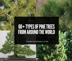 Check spelling or type a new query. 60 Different Types Of Pine Trees With Names And Pictures