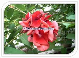Image result for Erythrina madagascariensis