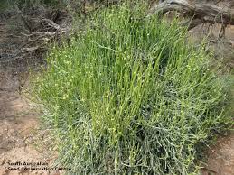 Image result for Cynanchum orangeanum