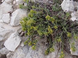 Image result for Thesium dolichomeres