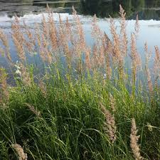 Image result for Agrostis epigejos