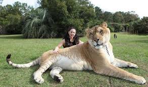 Dunyanin En Buyugu Liger Trt Haber Foto Galeri