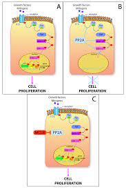 A continuous cell lineage can be replicated through many cycles of division and not become senescent. The Kidney Vero E6 Cell Line A Suitable Model To Study The Toxicity Of Microcystins Intechopen