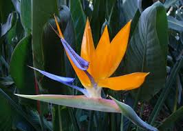 Png Bird Of Paradise Images Pin On Id Fund Week1